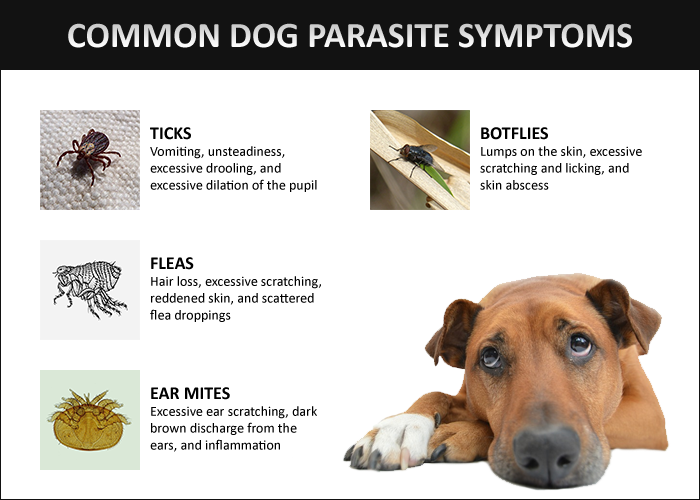 Common Dog Parasite Symptoms