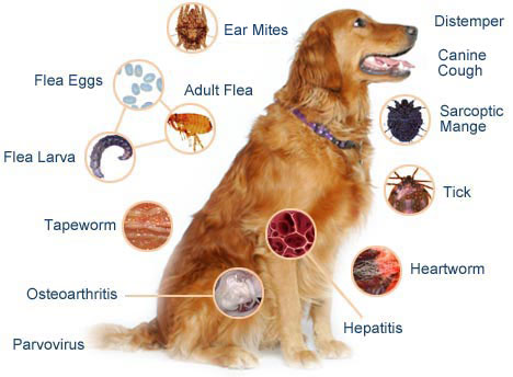 Common Dog Parasites | Pros Cons Shopping