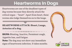 heartworm in poop