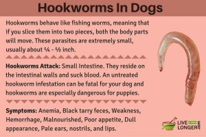 Hookworms-In-Dogs