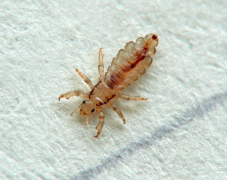 Dog lice Pros Cons Shopping