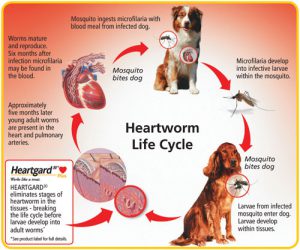 heartworm_lifecycle_vp | Pros Cons Shopping