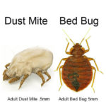 Dust Mite Vs Bed Bug | Pros Cons Shopping