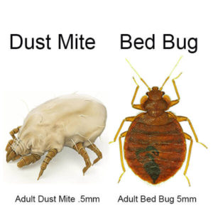 Dust Mite Vs Bed Bug